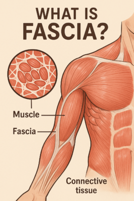 Fascia