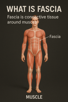 Fascia